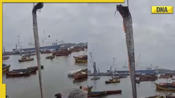 视频显示，渔民捕捉到16英尺长的巨型鱼后，恐惧在当地人中蔓延