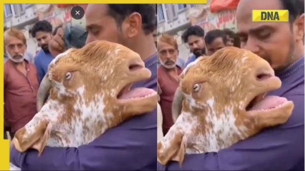 在令人心碎的视频中，被卖的山羊拥抱主人，像人一样哭泣