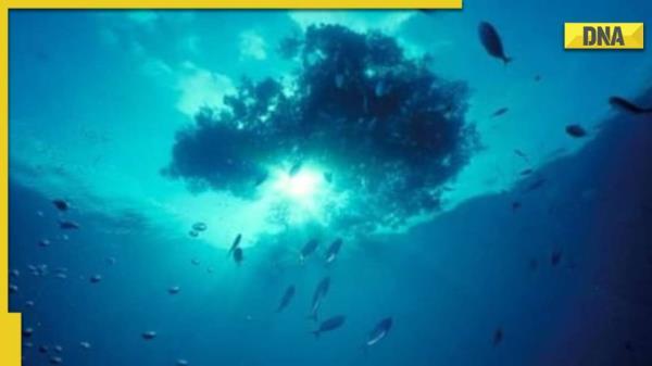 科学家在红海发现了一个致命的水池，任何游到里面的东西都会被杀死