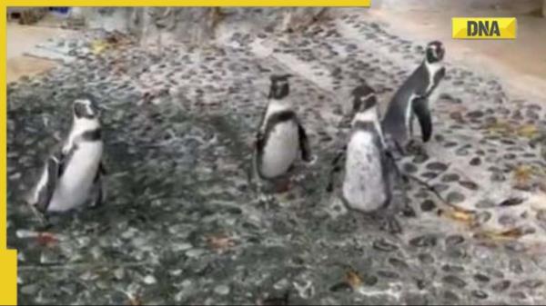 病毒视频:可爱的企鹅追着蝴蝶在网上玩