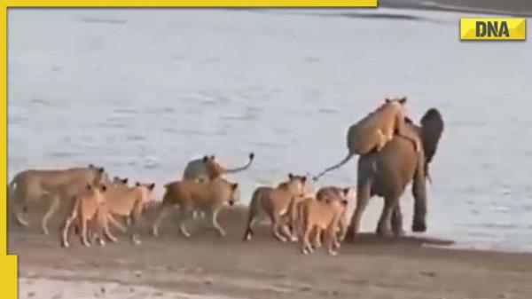 观看:大象被14只母狮攻击的视频在网上疯传;网友们为jumbo的勇敢喝彩